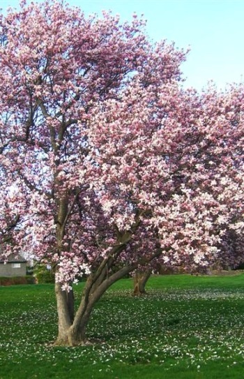 ΜΑΓΝΟΛΙΑ (Magnolia x soulangeana)