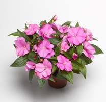 ΕΡΩΤΑΣ ΝΕΑΣ ΓΟΥΪΝΕΑΣ