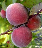 ΡΟΔΑΚΙΝΟ "ΦΑΓΙΕΤ"