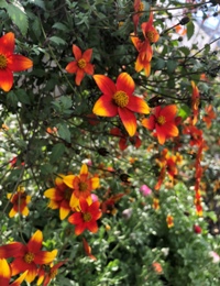 ΝΤΑΛΙΑ ΚΡΕΜΑΣΤΗ