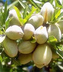 ΑΜΥΓΔΑΛΙΑ "ΦΕΡΑΝΤΟΥΕΛΛΑ"