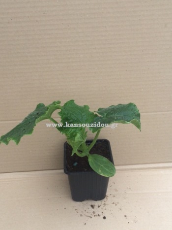 ΑΓΓΟΥΡΙ ΚΟΝΤΟ