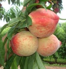 ΡΟΔΑΚΙΝΟ "ΛΕΥΚΟΣΑΡΚΟ"