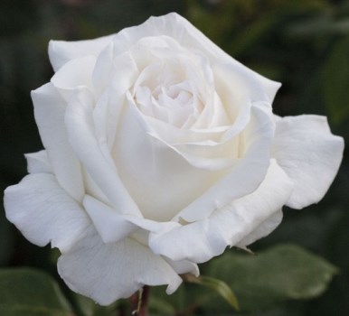 ΛΕΥΚΗ (ΘΑΜΝΟΣ)