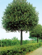 ΒΕΛΑΝΙΔΙΑ (Quercus ilex)
