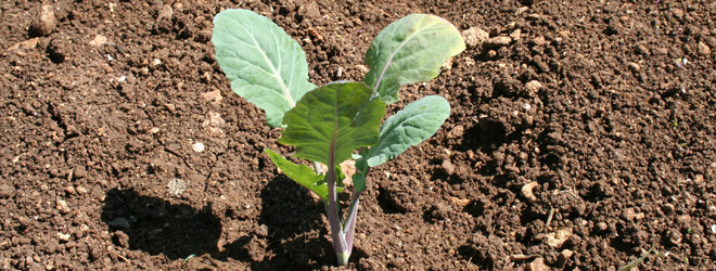 ΚΟΥΝΟΥΠΙΔΙ