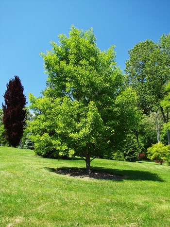 ΓΚΙΝΓΚΟ (Ginkgo biloba)