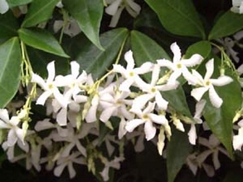 ΡΥΓΧΟΣΠΕΡΜΑ