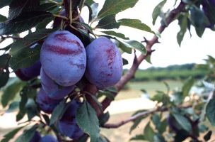 ΔΑΜΑΣΚΗΝΑ "STANLEY"