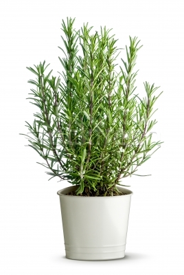 ΔΕΝΔΡΟΛΙΒΑΝΟ ΟΡΘΟΚΛΑΔΟ