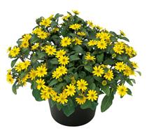 ΣΑΝΒΙΤΑΛΙΑ