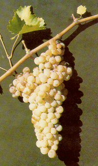 ΣΑΒΒΑΤΙΑΝΟ