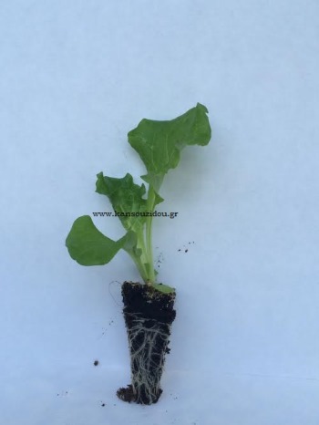 ΜΑΡΟΥΛΙ ΣΓΟΥΡΟ