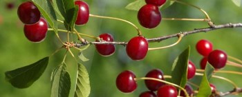 ΒΥΣΣΙΝΑ ΤΡΙΠΟΛΗΣ