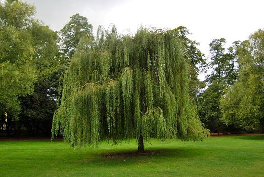 ΙΤΙΑ (Salix x sepulcaris 'Tristis')